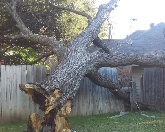 Plan Tree Removal With a Local Service Team