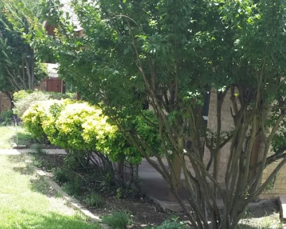 Target Yard Treatments That Support Ongoing Maintenance