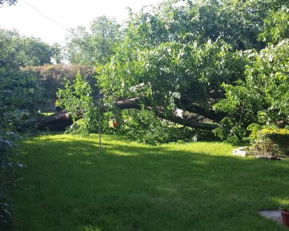 Schedule Yard Treatments With a Local Service Team