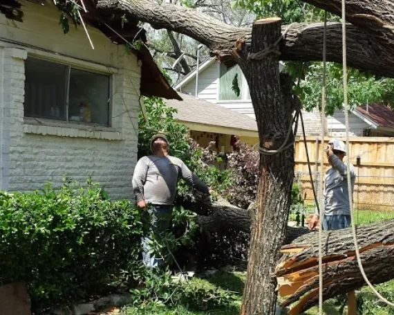 Remove Unsafe Trees Without Disrupting Property Use