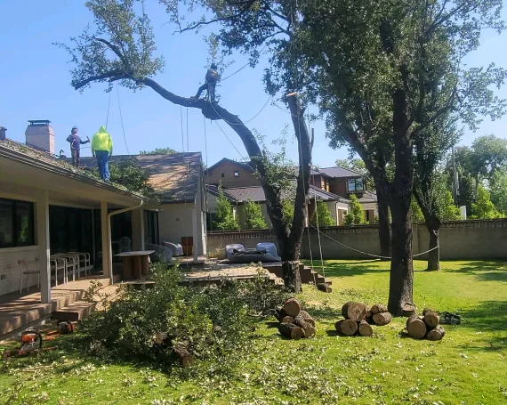 Schedule Your Tree Services Today