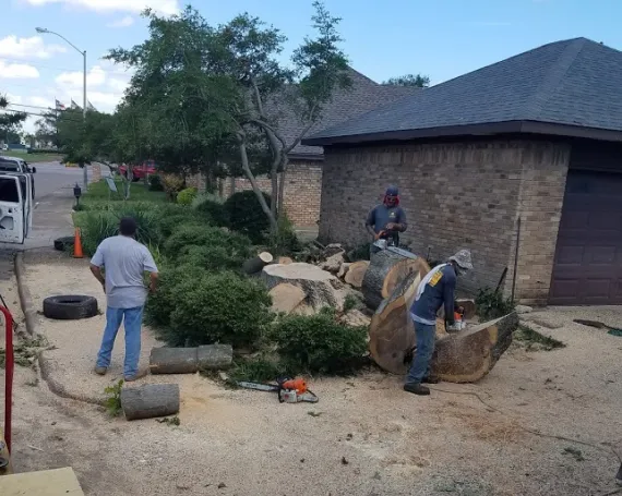 Stump Grinding and Stump Removal
