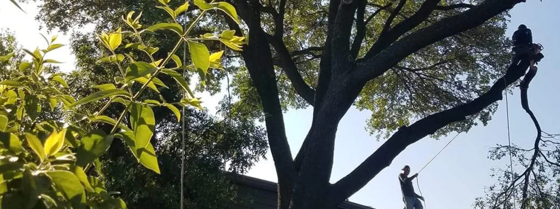 Tree Trimming & Pruning Breadcrumb