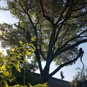 Tree Trimming & Pruning Slider