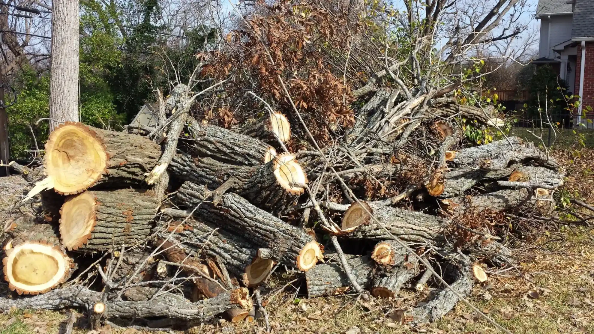 Tree Services in Dallas, TX (29)