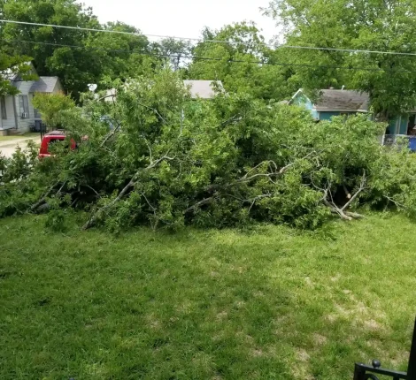 Tree Services in Dallas, TX (10)