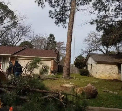 Tree Services in Dallas, TX (11)