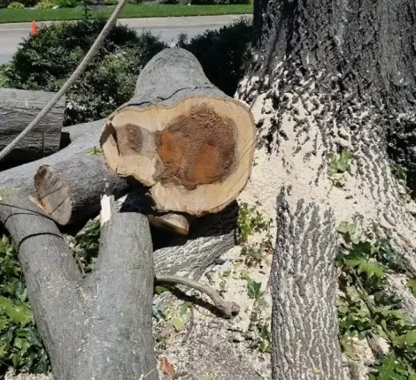 Tree Services in Dallas, TX (14)