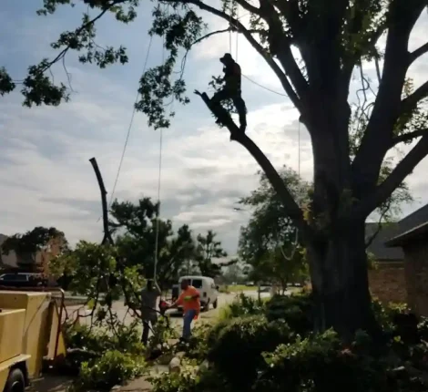 Tree Services in Dallas, TX (15)