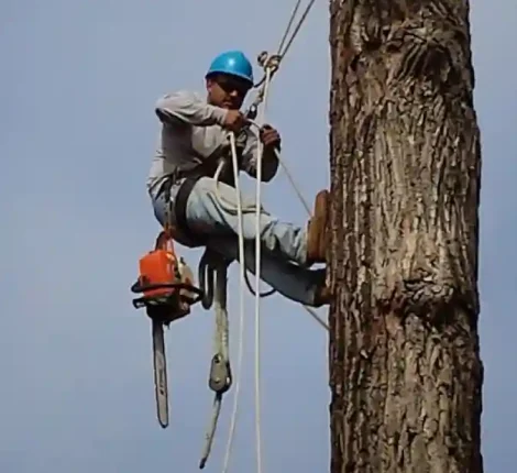 Tree Services in Dallas, TX (16)