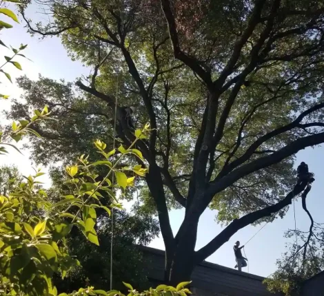 Tree Services in Dallas, TX (17)
