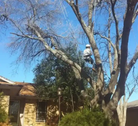 Tree Services in Dallas, TX (23)