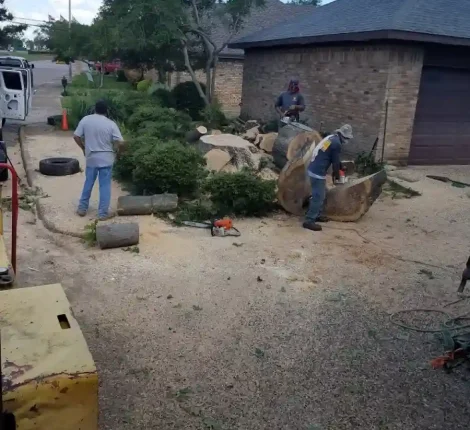 Tree Services in Dallas, TX (3)