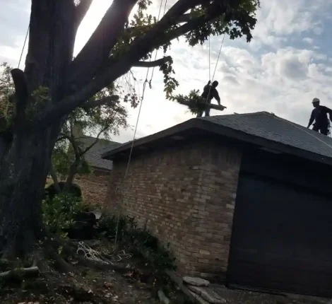 Tree Services in Dallas, TX (4)