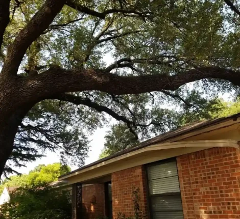 Tree Services in Dallas, TX (6)
