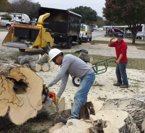 Tree Services in Dallas, TX (7)