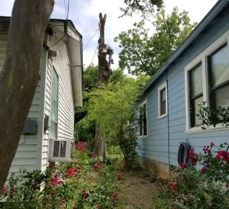 Tree Services in Dallas, TX (9)